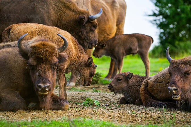A herd of bison