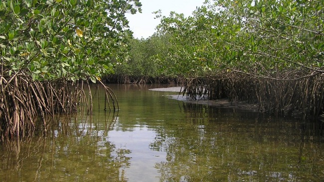 Coastal wetlands and mangrove