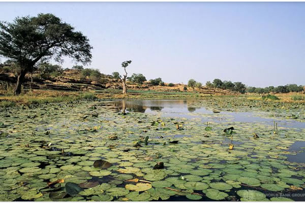 Hadejia Nguru Wetlands 