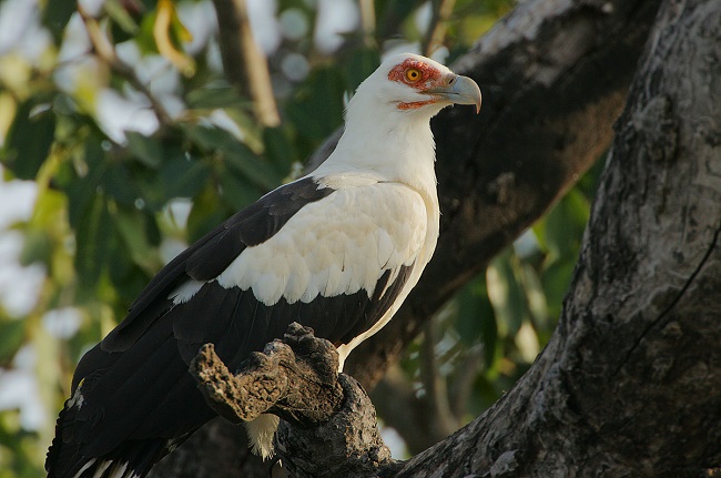 African Palm-nut vulture