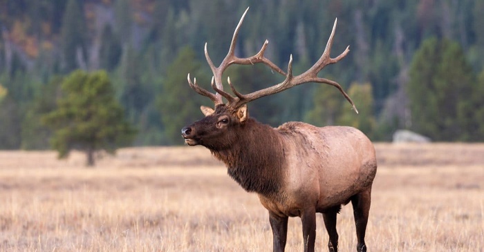 Elk