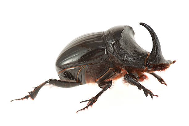 Horned dung beetle
