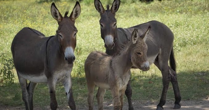 Donkeys