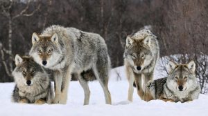 Wolves
