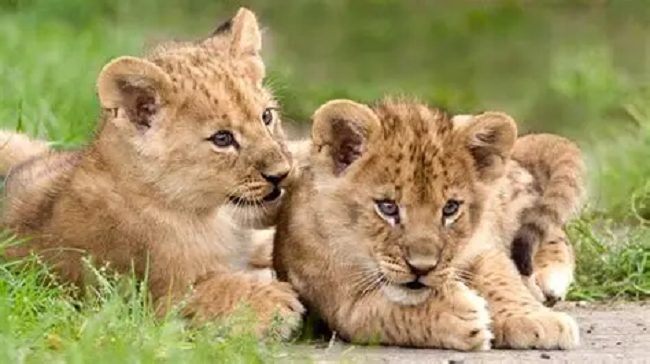 Lion cubs
