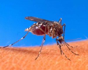 Mosquito - malaria