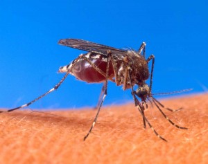 Mosquito Mosquito - malaria