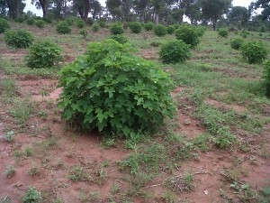 Farm
