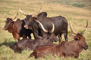 Cattle on the Mambilla Plateau