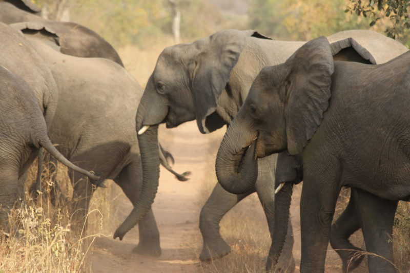 Poaching: Forest elephants are threatened with extinction