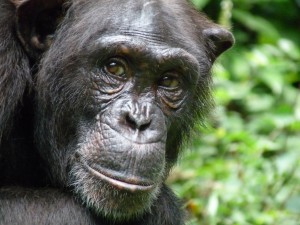 Primate