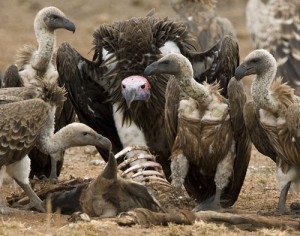 Vultures scavenging on a carcass. Photo courtesy: www.maxwaugh.com