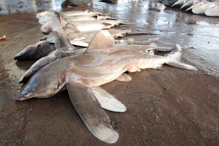 Sharks, manta rays receive UN protection