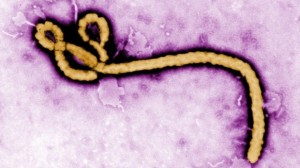 Ebola virus