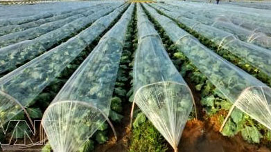 Climate-smart agriculture. Photo: talkvietnam.com