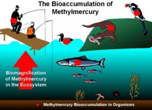 Bioaccumulation of Methylmercury. Source: imgarcade.com