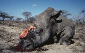 Poached rhino