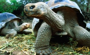 Tortoises. Photo: Jeff Greenberg / Lonely Planet Images