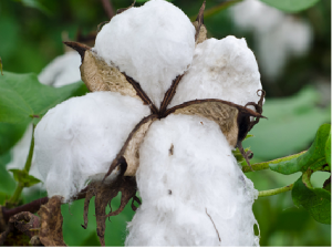 BT Cotton