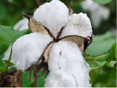 GMO Cotton