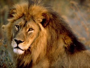 The African Lion. Photo: images.nationalgeographic.com