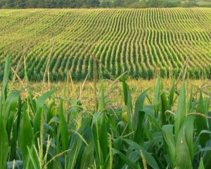 A corn field