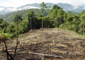 Deforestation in Peru. Photo credit: archive.peruthisweek.com
