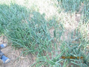 Moroson Hakakwale's spring onion chocked by heat