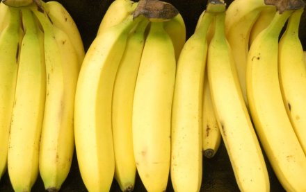 GM bananas