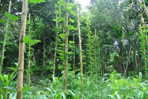 Rubber agroforestry – coco yam, maize, a young bush mango (Irvingia gabonesis) – and other plants in the dappled light in a gap between mature rubber trees. Photo credit: Cathy Watson