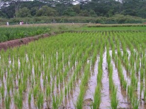 A rice plantation. Photo credit: www.osundefender.org