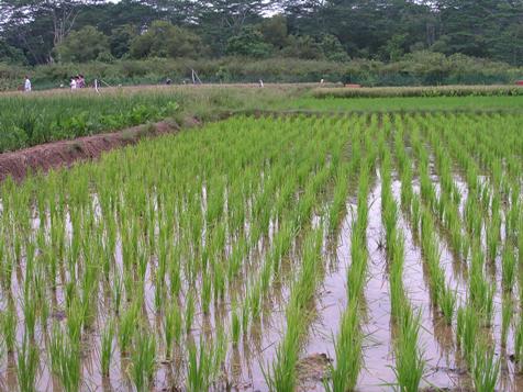 Rice-Plantation