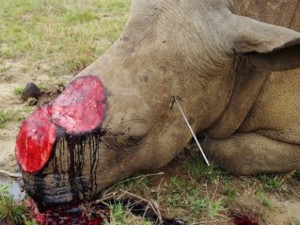 Rhino poaching. Photo credit: africa-wildlife-detective.com