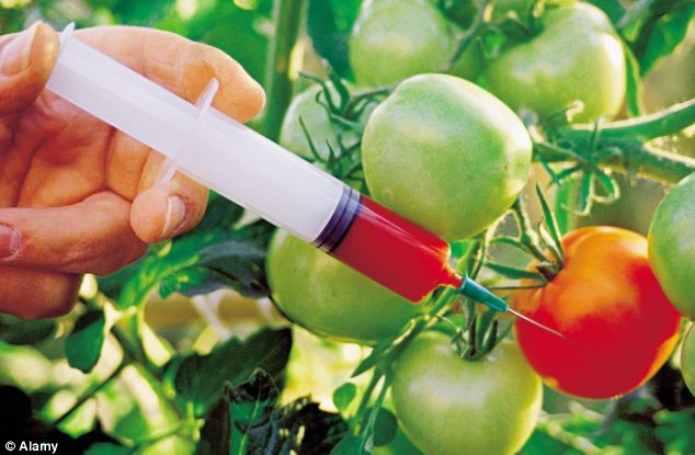 Critics fear genetically modified foods can cause environmental harm and damage human health. Photo credit: dailymail.co.uk