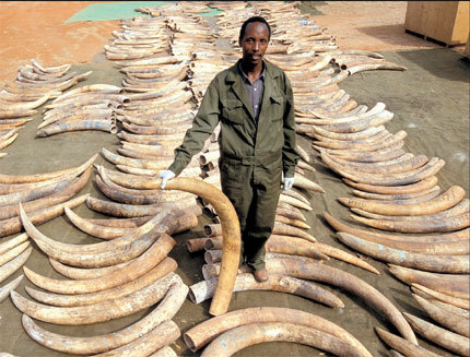 Ivory trafficking