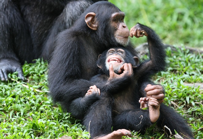 Chimpanzees