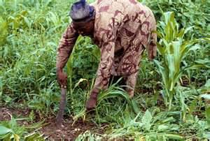 A maize farmer at work. Photo credit: osundefender.org