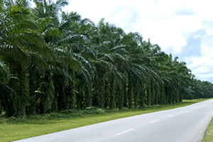 Oil palm plantation. Photo credit: www.palmplantations.com.au