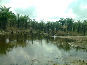 Ibuu Creek polluted by an oil spill, in Okwuzi Community in Rivers State. Photo credit: Dandy Mgbenwa