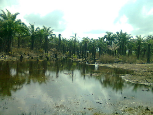Ibuu Creek polluted by an oil spill, in Okwuzi Community in Rivers State. Shell is facing fresh environmental claims in the London High Court from two Nigerian communities. Photo credit: Dandy Mgbenwa