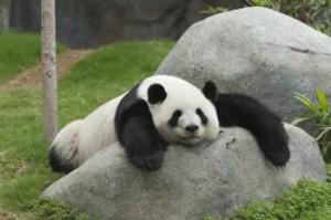 Panda. Photo credit: brafton.com