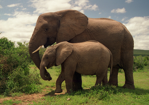 Elephants. Photo credit: planetsave.com