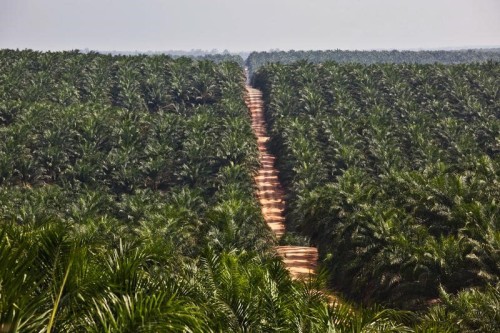 Palm oil plantation in Kalimantan. Photo credit: greenpeace.org
