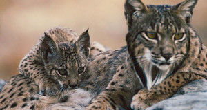 Iberian-lynx-mother-and-kitten