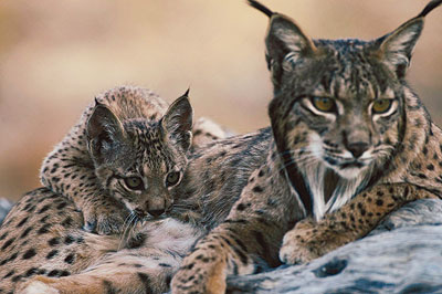 Mother and kitten Iberian Lynx. Photo credit: lhnet.org