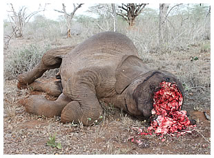 Wildlife crime: A poached elephant. Photo credit: kiregodal.com