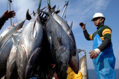 Bluefin Tuna fishing