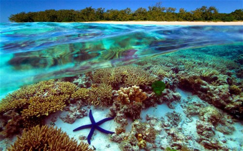 In Australia’s Great Barrier Reef – the world’s largest coral reef system – rising water temperatures are causing coral bleaching, and ocean acidification is restricting coral growth and survival. Photo credit: telegraph.co.uk