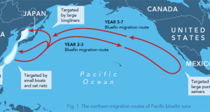 tuna-pacific-tuna-migration-776-lw