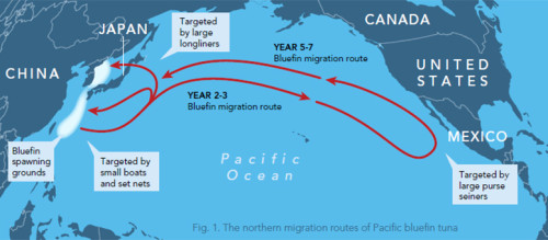 The northern migration routes of the Pacific Bluefin tuna. Infographic courtesy: vox.com